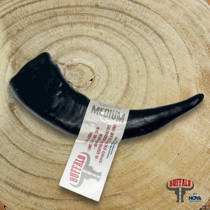Large Buffalo Horn