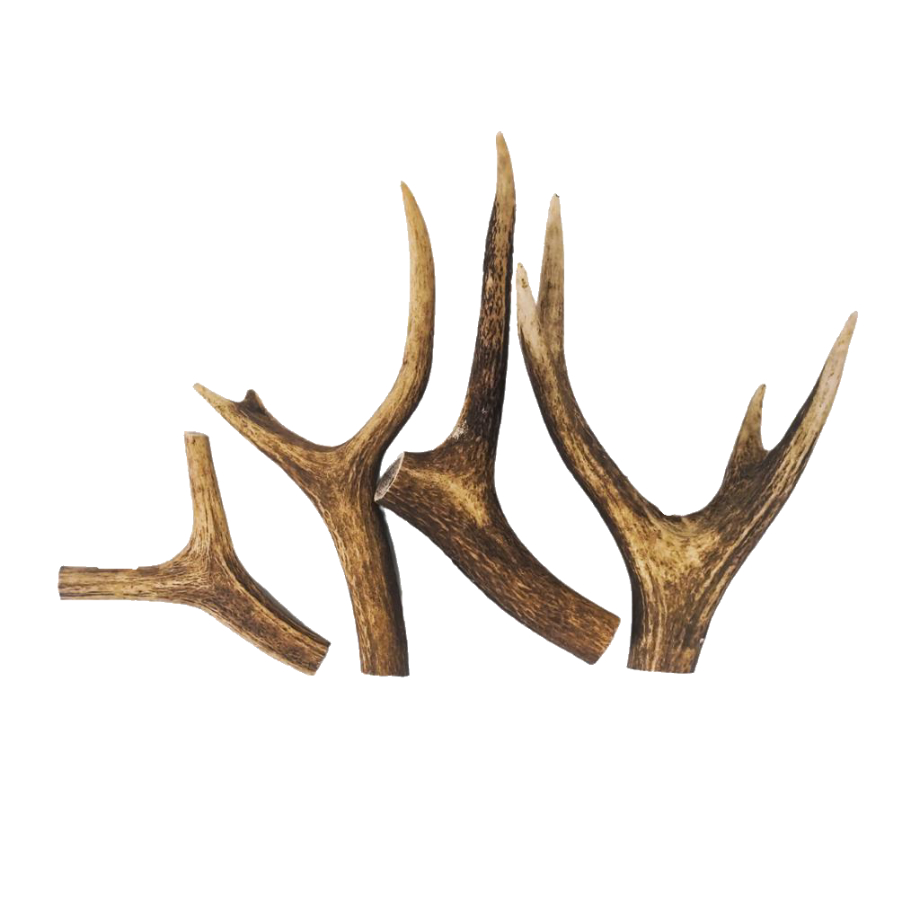 Deer Antlers